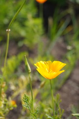Close up of a yellow california poppy