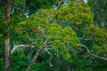 
Background photo of beautiful tropical green trees and leaves in Manu national park, Peru. Beautiful exotic tree leaves with blossom. Amazon rainforest