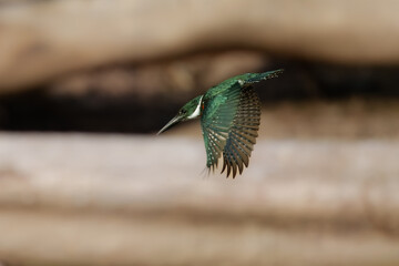Amazon Kingfisher (Chloroceryle amazona) in flight, colorful backgound, early morning soft light during the sunrise.