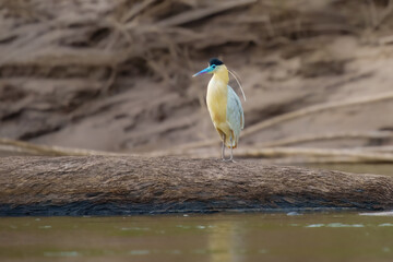 Capped Heron Pilherodius pileatus, This gorgeous medium-sized heron is uncommon but widespread in lowlands of South America,