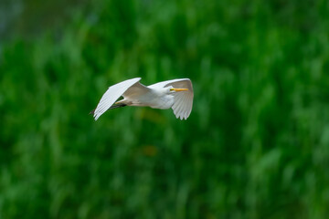 Great Egret Ardea alba flying in Manu national park, Peru Green background, high resolution quality photo.