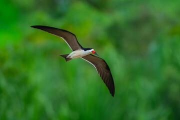 Black Skimmer Flying in Beautiful Light Unusual tern-like bird with oversized bill—lower mandible is much longer than upper mandible. Peru
