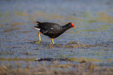 The common moorhen (Gallinula chloropus) (also known as the waterhen and as the swamp chicken) is a bird species in the family Rallidae. It is distributed across many parts of the Old World.