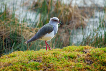Andean Lapwing Vanellus resplendens, Note dove-gray head and breast (no crest) and pink bill and legs (duller on immature). In flight shows bold black-and-white pattern on wings and tail. Peru
