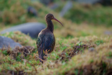 Puna Ibis Andean, Plegadis ridgwayi, Rather stocky, all-dark ibis of wetlands and lakes in high Andes; also wanders to coastal lowlands, where can be locally numerous. Usually in small groups. Peru