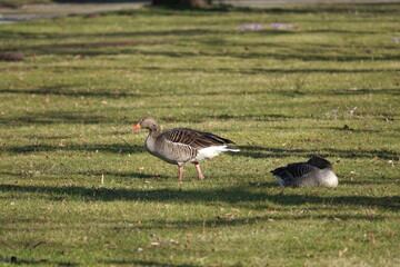 goose on the meadow