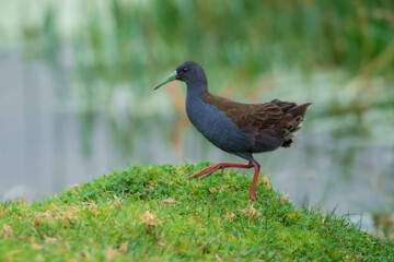 Blackish Rail Pardirallus nigricans. Medium-sized marsh bird, plump and chickenlike. Slaty gray below and brown above. Note bright red legs and long greenish-yellow bill. Peru