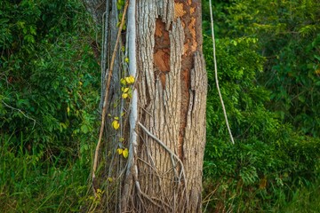 Ivy leaf on the old tree trunk in the forest during fall season. Hedera helix plant in the wood, Amazon forest in Manu Park Peru.