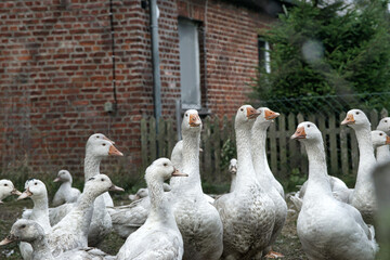 Mastgänse auf einem Hof in Schleswig-Holstein