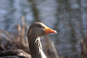 goose on the lake