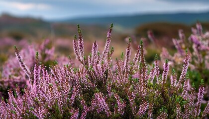 Heather Calluna Vulgaris