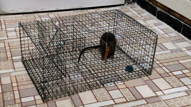 Live Mouse Caught in Humane Wire Trap on Tiled Floor
