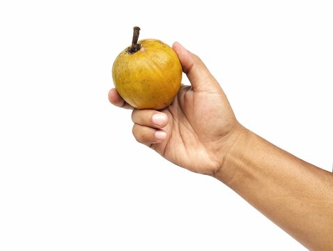 Man hand holding a canistel fruit (Pouteria campechiana) isolated on white background