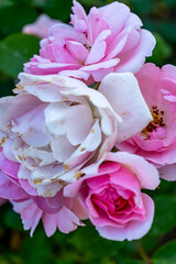 Pink garden roses in full bloom with delicate petals and subtle imperfections, captured in soft natural light