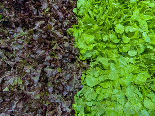 Close up Red Oak Lettuce and Red Oak Lettuce Vegetables for salad