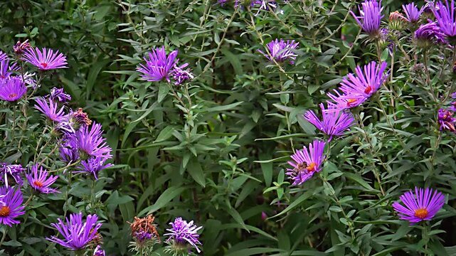 A cabbage butterfly and a bee on aster petals