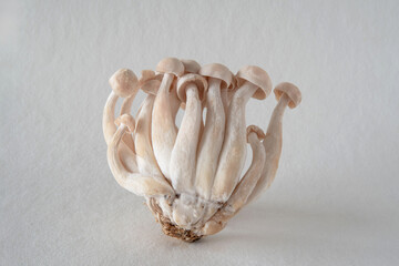 Close-up of small Japanese shimeji mushrooms on a white background