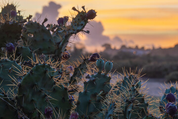 Close-up of prickly cactus at sunset