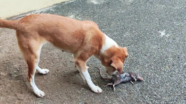 A brown and white dog is seen gripping a dead rat with its mouth on a wet outdoor pavement. This natural predator prey, rodent control by animals, and wildlife interaction in urban or suburban areas.