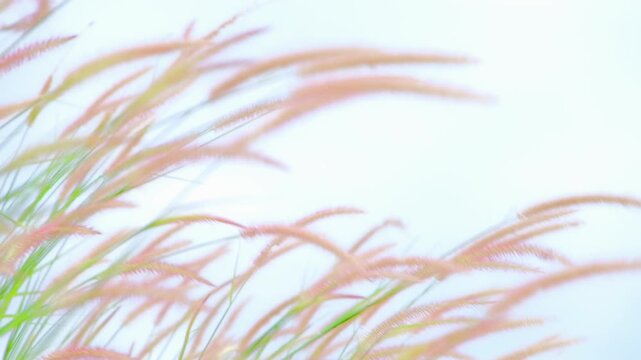 soft breeze through pink wild grass