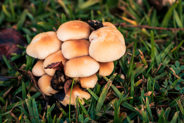 Morning Fungi in Caceres