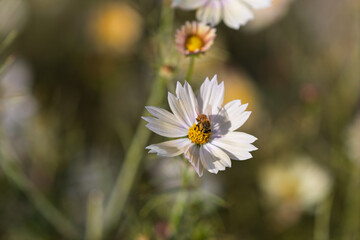 白いコスモスの花で蜜を集めるミツバチのマクロ撮影