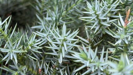Close-up of a yew branch in daylight. Botanical background with copy space for nature, ecology, gardening, creative, and digital design themes