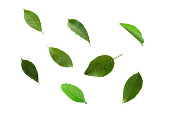 PNG image of Collection of vibrant green leaves on a clean showcasing natural textures and organic shapes perfect  and naturethemed designs and graphics on transparent background