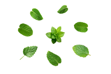 PNG image of Fresh mint leaves arranged showcase vibrant green hues and intricate vein patterns perfect for culinary herb garden and healthy lifestyle themes on transparent backgrou