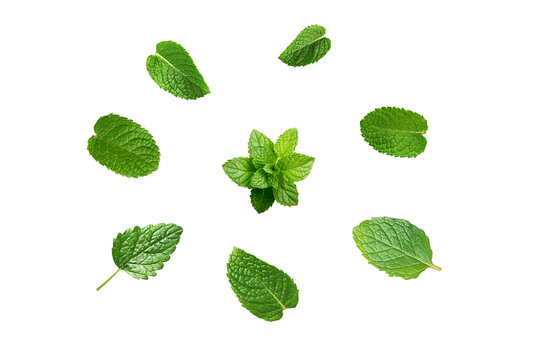 PNG image of Fresh mint leaves arranged showcase vibrant green hues and intricate vein patterns perfect for culinary herb garden and healthy lifestyle themes on transparent backgrou