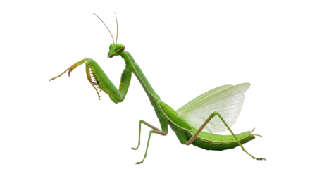 Isolated praying mantis standing in defensive position, threatening stance, predator insect
