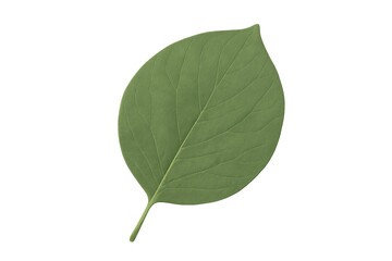 Obraz premium Green leaf with visible veins, a single fresh botanical element representing nature, growth, and ecology, transparent background