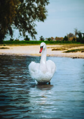 Obraz premium White swan swimming in shallow water on a sunny day