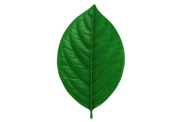 Obraz premium Fresh green leaf isolated on a transparent background, showcasing a single bright plant element for health, nature, and botanical themes
