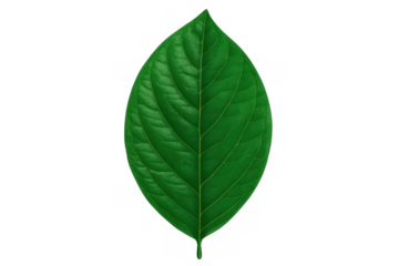 Fresh green leaf isolated on a transparent background, showcasing a single bright plant element for health, nature, and botanical themes