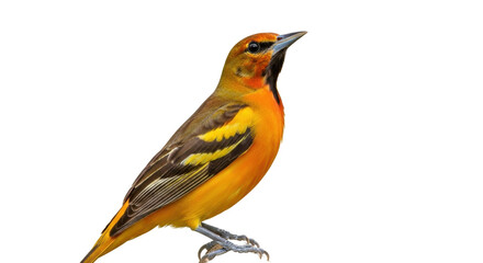 Fototapeta premium Isolated colorful oriole perched looking left standing out animal fauna avian species wildlife