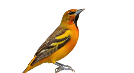 Isolated colorful oriole perched looking left standing out animal fauna avian species wildlife