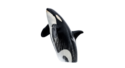 Isolated orca mammal poses against a neutral backdrop in black and white for creative use