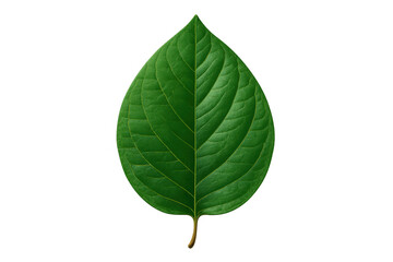 Obraz premium Green leaf texture with visible veins, isolated on transparent background, symbolizing nature and ecology