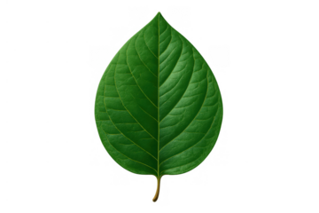 Green leaf texture with visible veins, isolated on transparent background, symbolizing nature and ecology