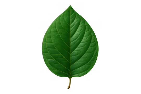 Green leaf texture with visible veins, isolated on transparent background, symbolizing nature and ecology - Powered by Adobe