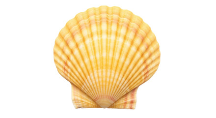 Isolated yellow scallop shell close-up, fluted fan shell in soft yellow and peach hues