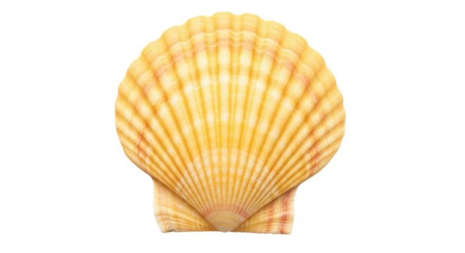 Isolated yellow scallop shell close-up, fluted fan shell in soft yellow and peach hues