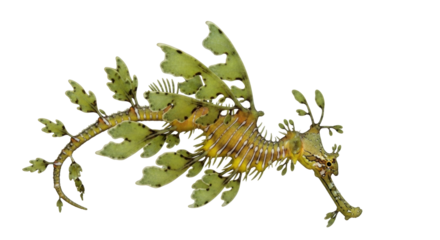 Isolated leafy seadragon, ornate marine animal resembling seaweed, camouflage in aquatic environment