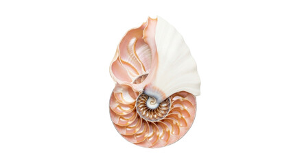 Isolated beauty of an intricate nautilus shell showing golden spiral chamber detail