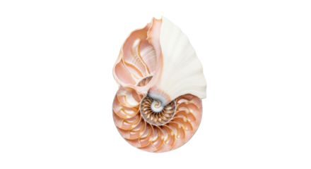 Isolated beauty of an intricate nautilus shell showing golden spiral chamber detail