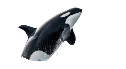 Isolated Killer whale breaching sea surface, Orcinus orca with impressive physique jumping out