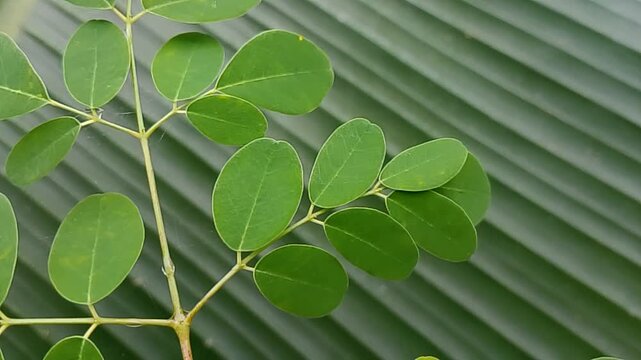 Moringa leaves (Moringa oleifera) Theme health.