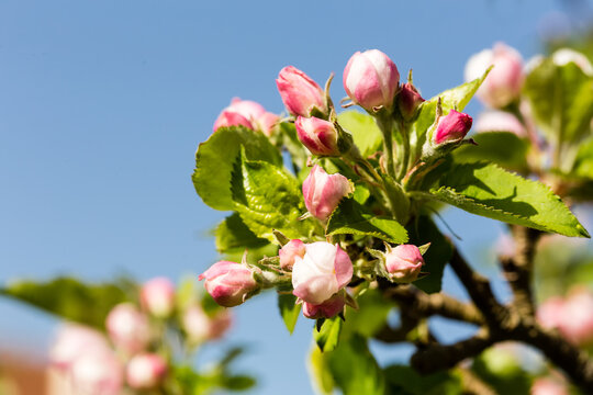 Fleurs de pommier en bouton au d&eacute;but du printemps sur fond de ciel bleu.