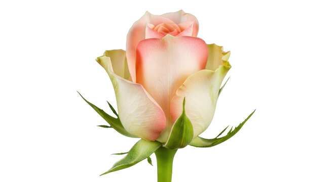 Isolated Peach Avalance rose flower, pastel colors, graceful petals of a hybrid tea rose